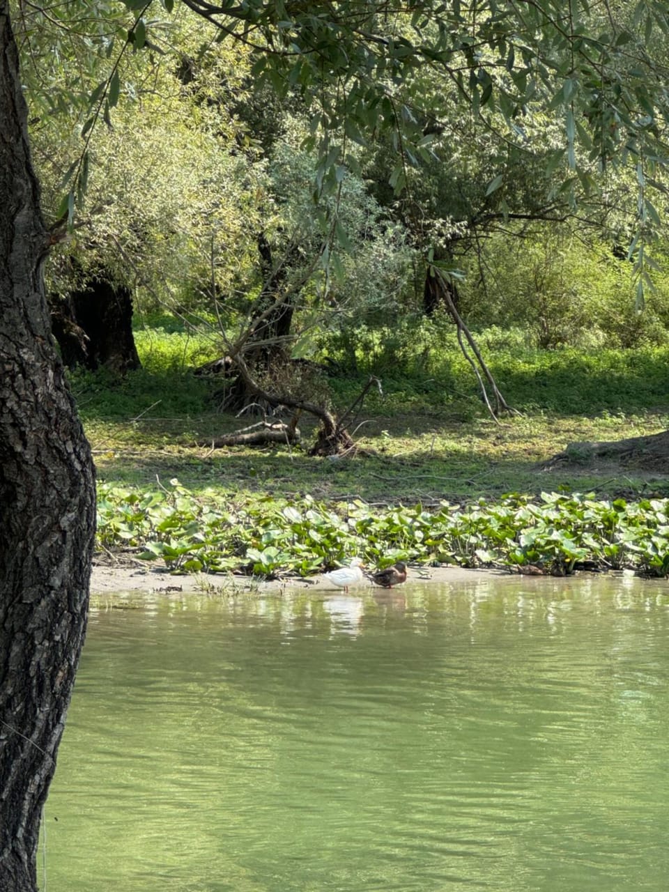 Natural landscape