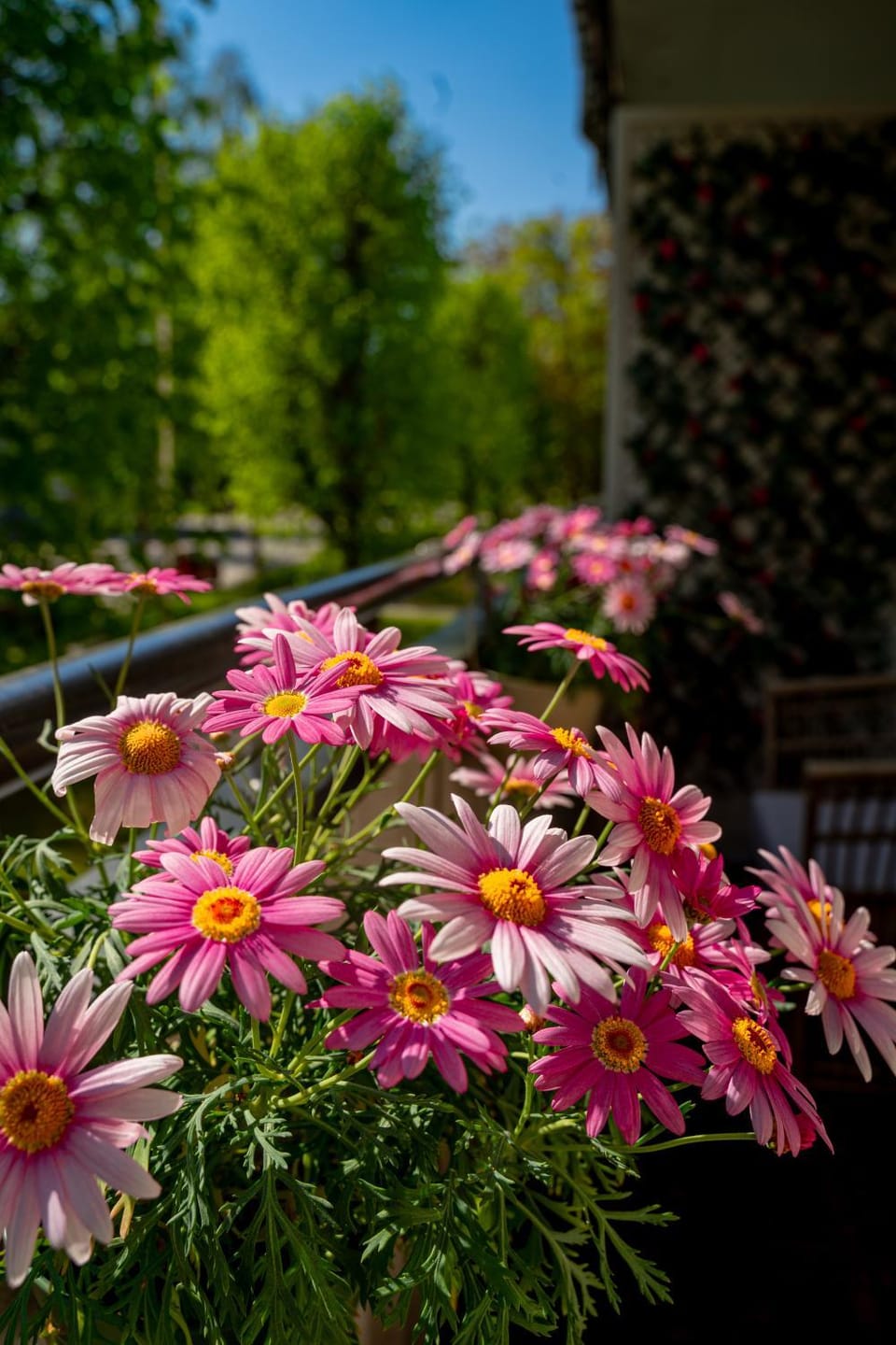 Garden view