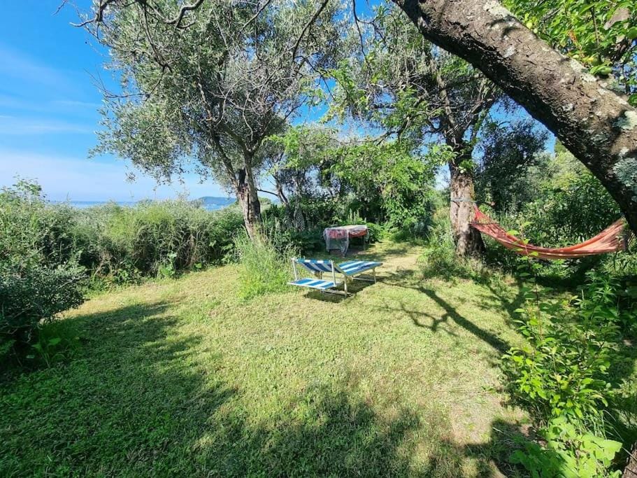 Natural landscape, Garden, Garden, sunbed