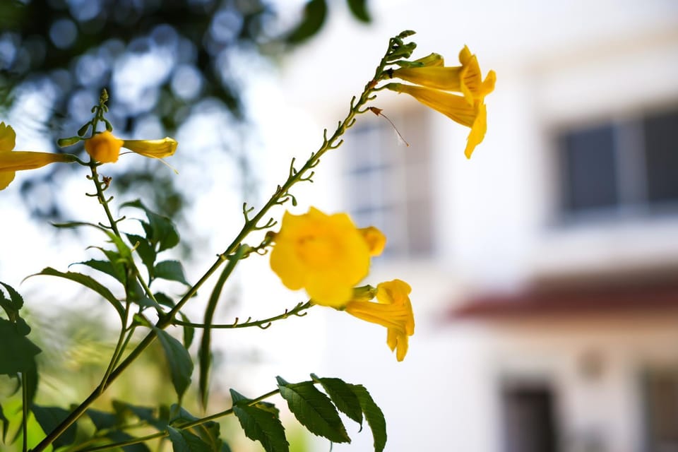 Spring, Garden