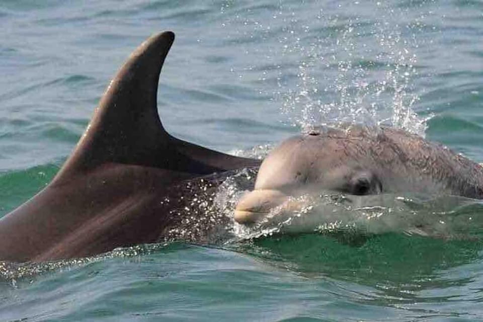 Caravan with Uninterrupted Sea Views - Large Deck - Havens Quay West New Quay West Wales House in New Quay