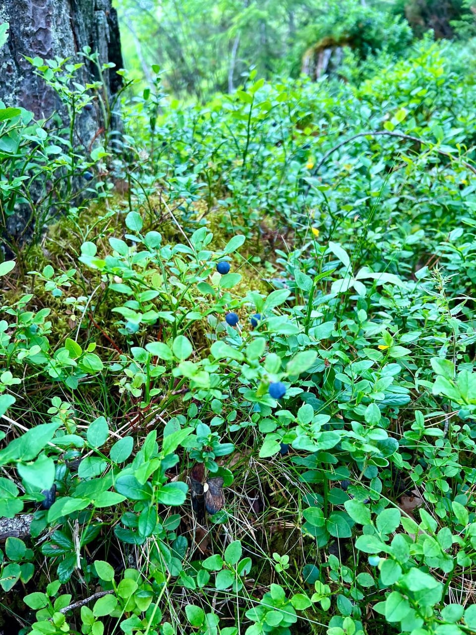 Natural landscape