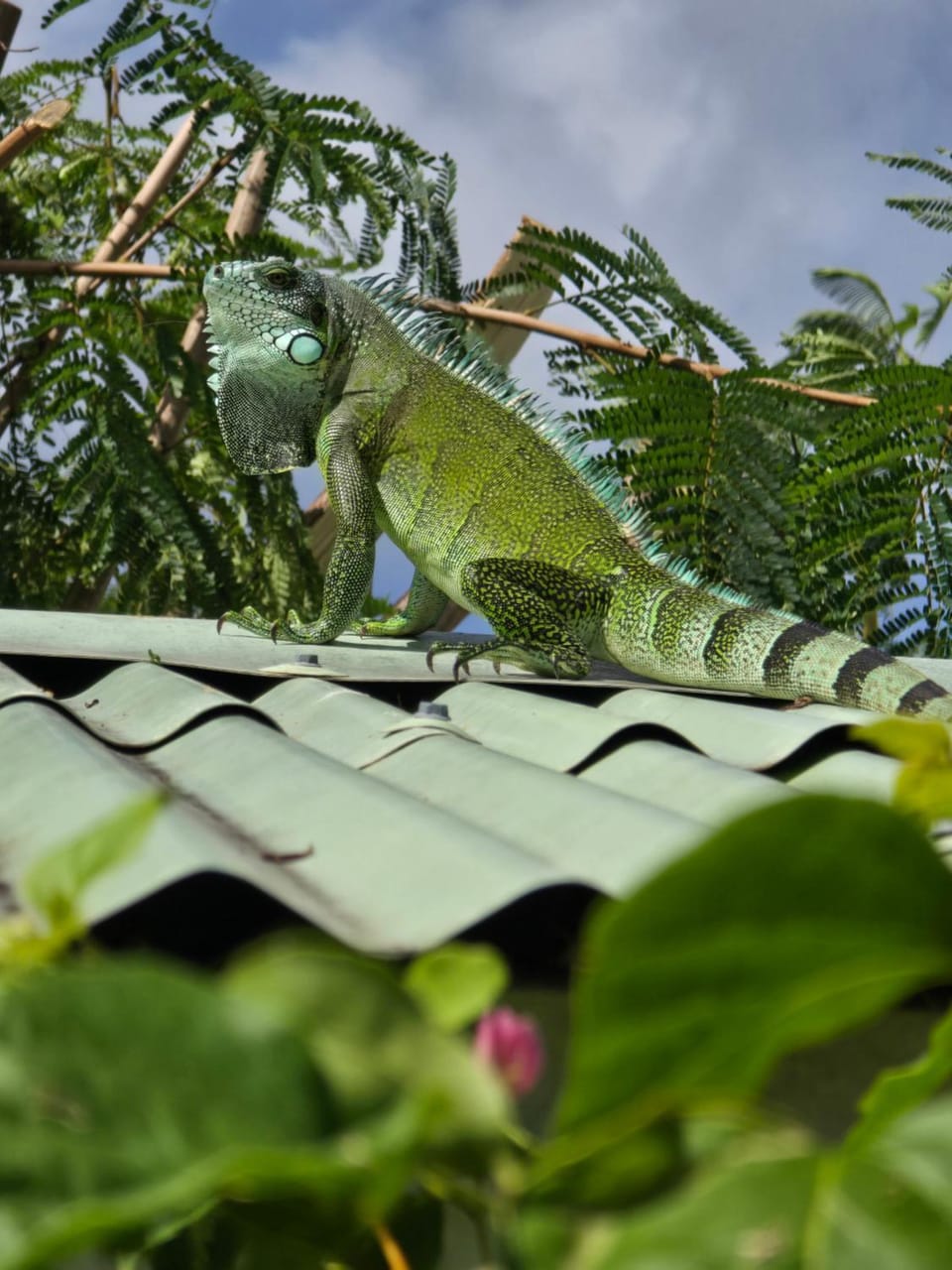 Les jardins de Luciole House in Grande-Terre, Guadeloupe