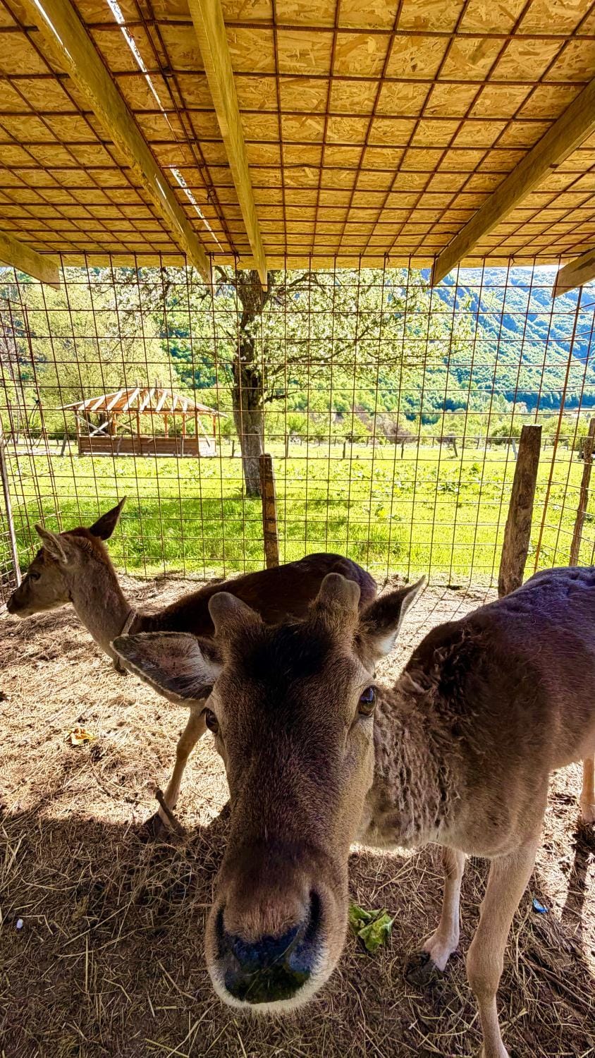 Ethno Katun ROSI Agrotourism Resort in Montenegro