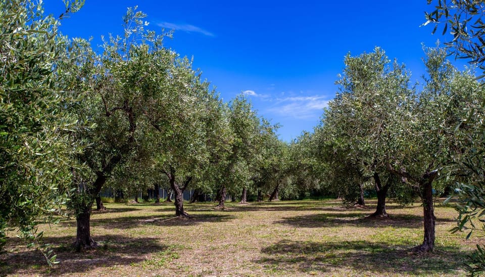 Spring, Day, Natural landscape, Garden, Garden view