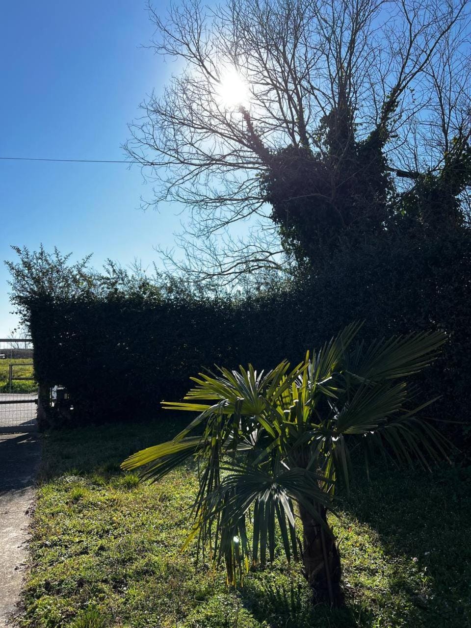 Garden view