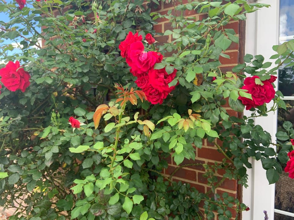 Rose Cottage House in Rother District