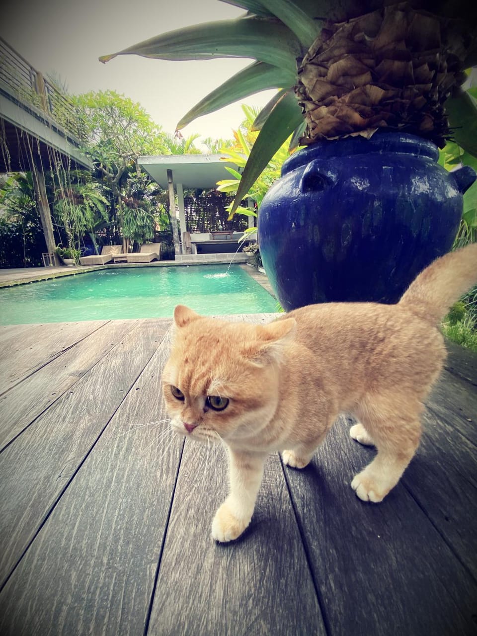Ubud Moonlight house 烏布月光之家 Villa in Ubud