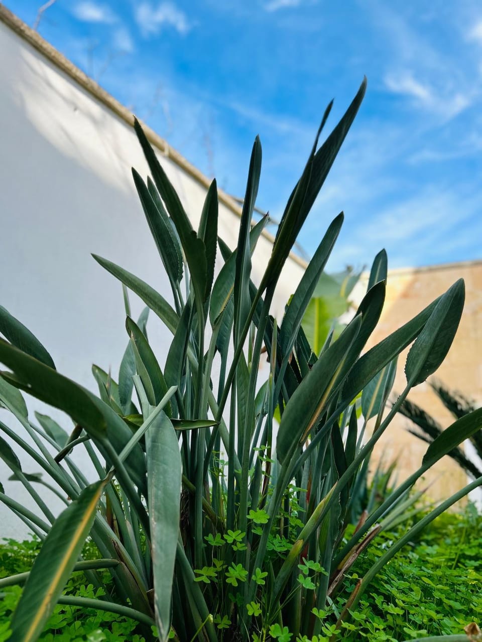 Garden, Garden view