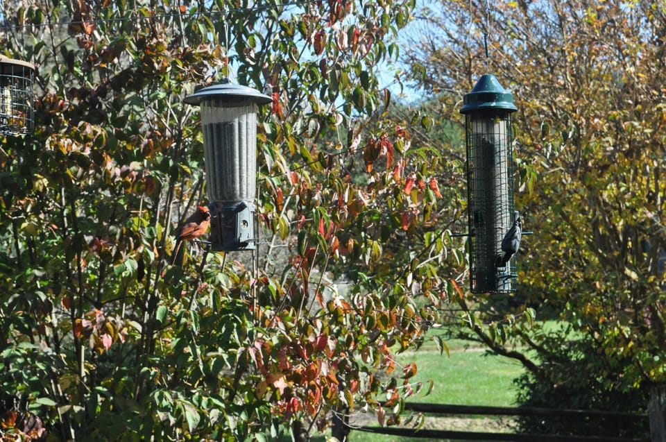 Bird's eye view, Garden, Garden, Garden view
