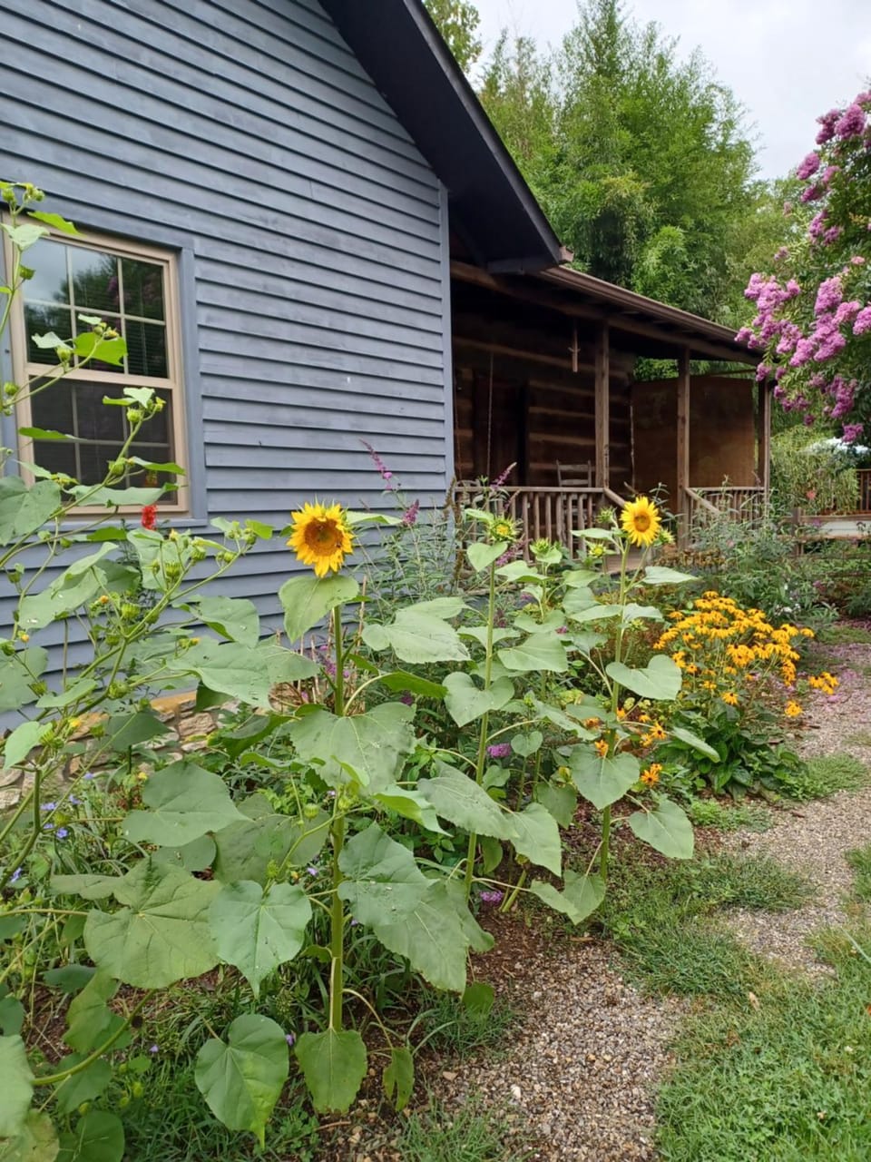 Patio, Garden view