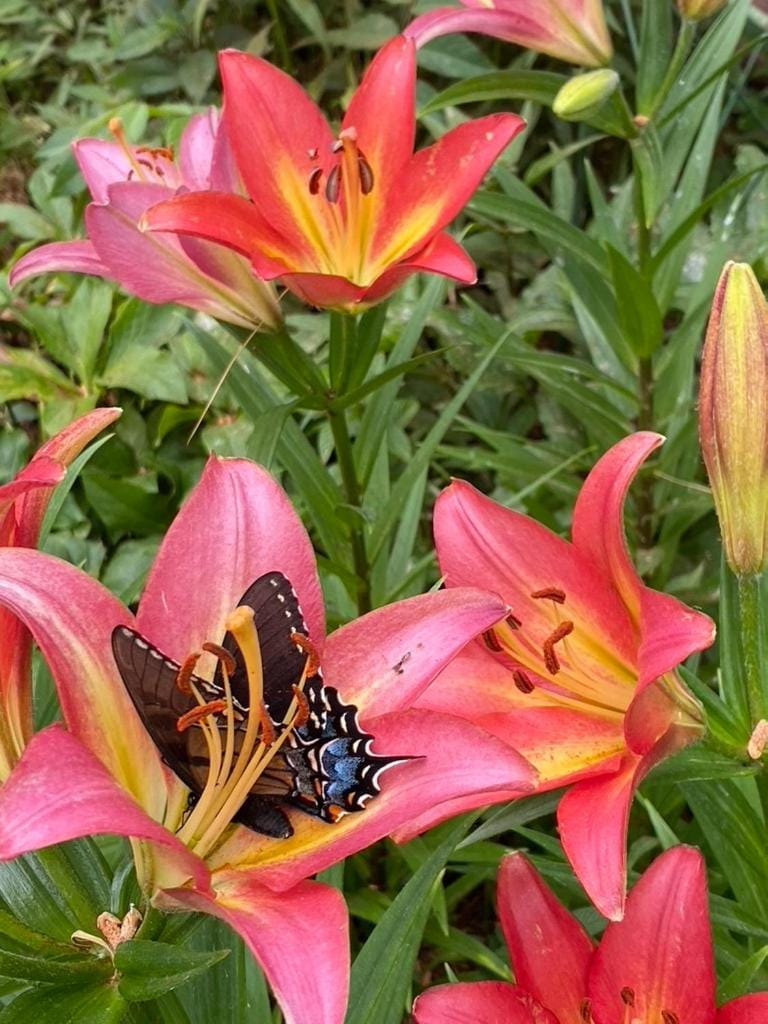 Spring, Summer, Garden