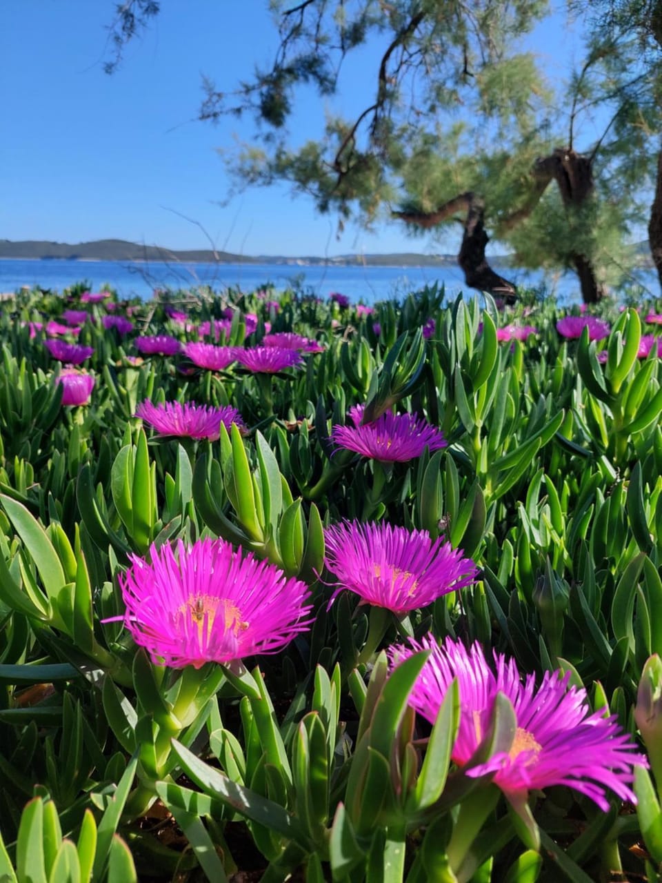 Day, Natural landscape, Garden view, Sea view