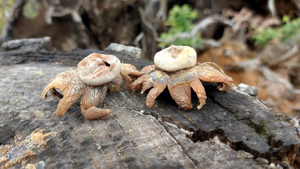 Agriturismo Zè del Pino Farm Stay in Emilia-Romagna