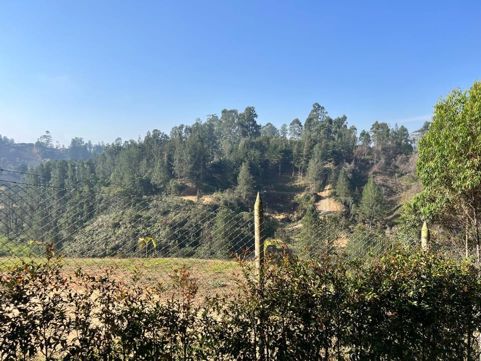 Garden, Mountain view