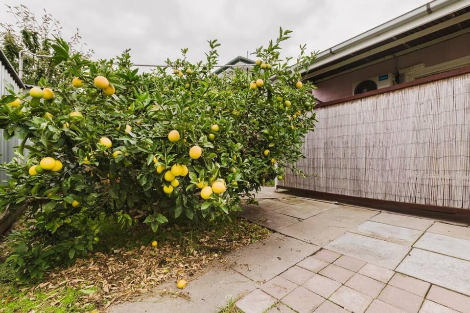 Day, Garden, Garden view