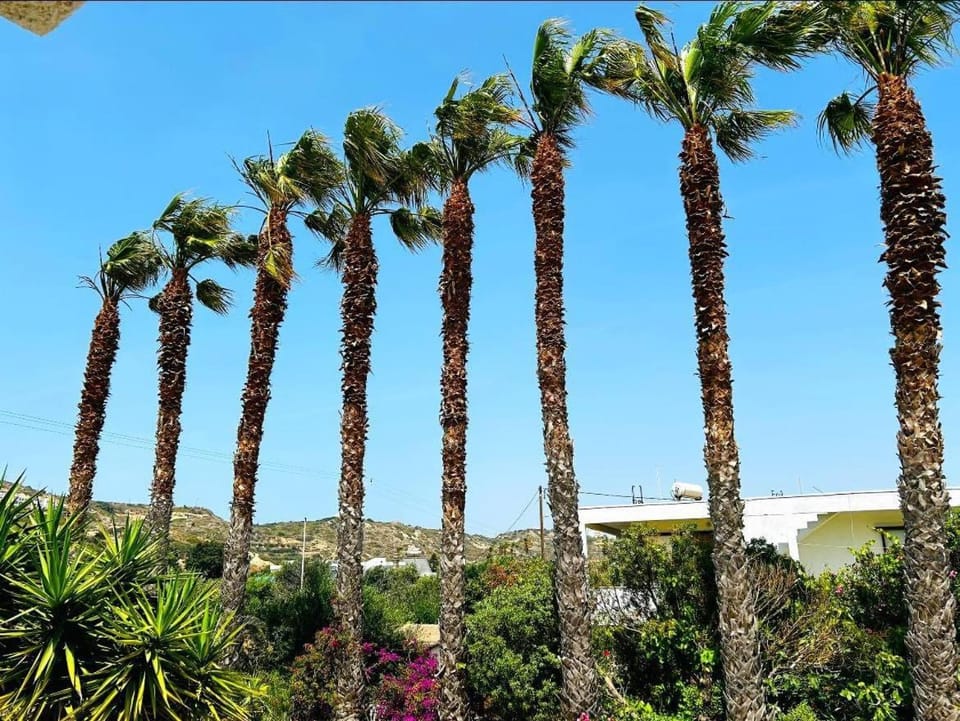 Natural landscape, Garden, Garden view