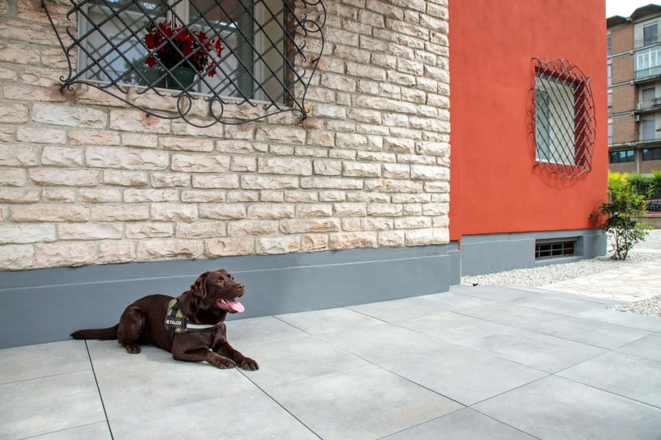 Pets, pet friendly