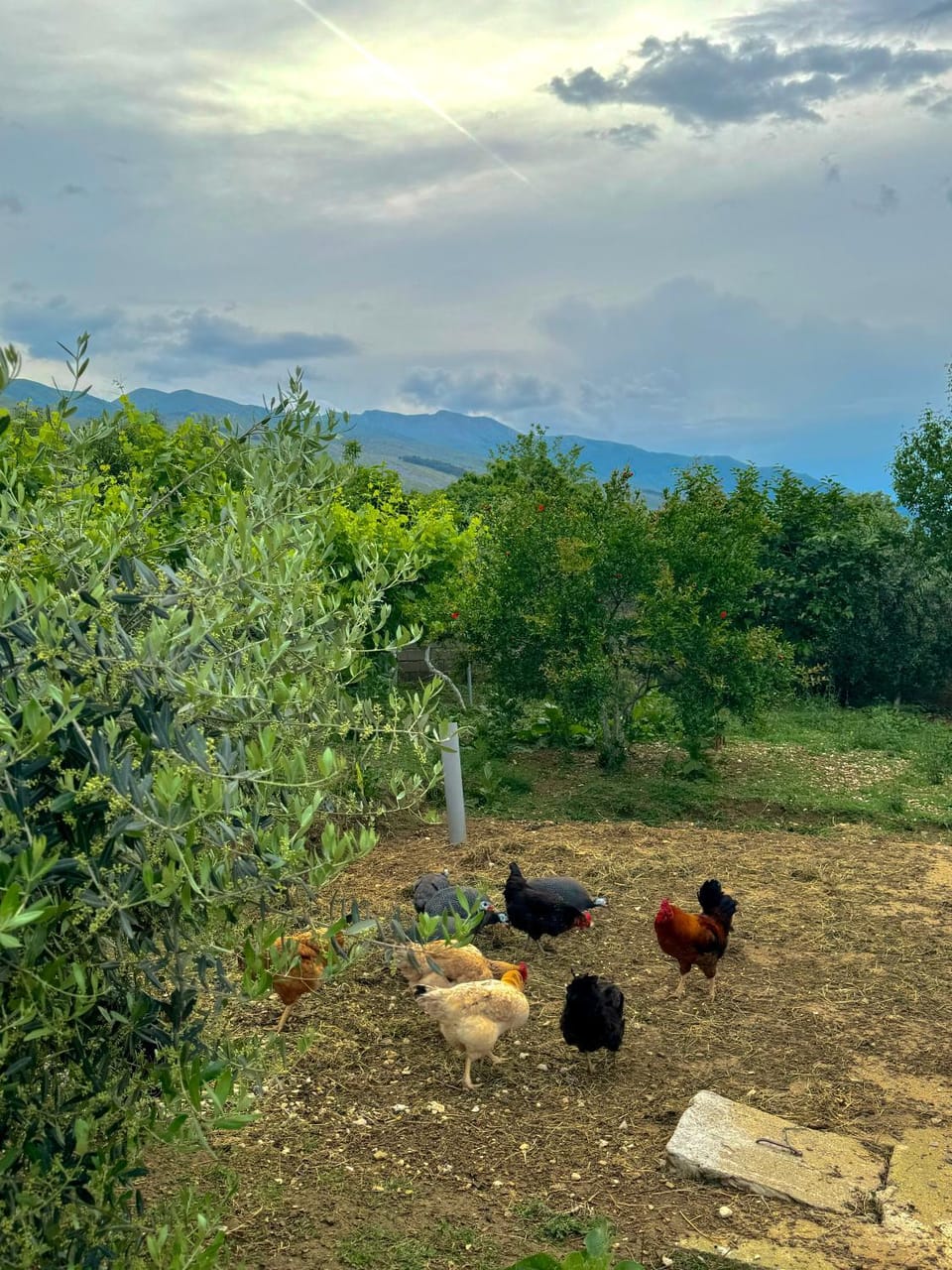 Natural landscape, Animals