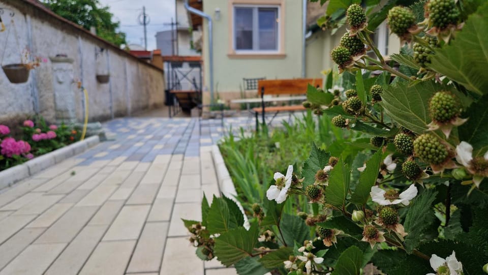 Spring, Garden