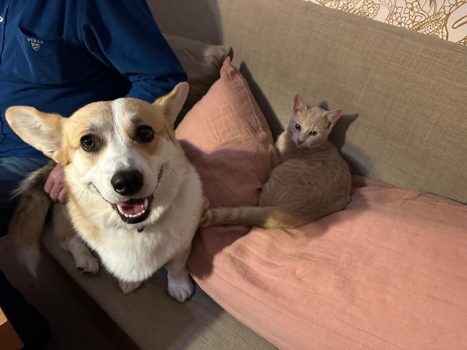 Pets