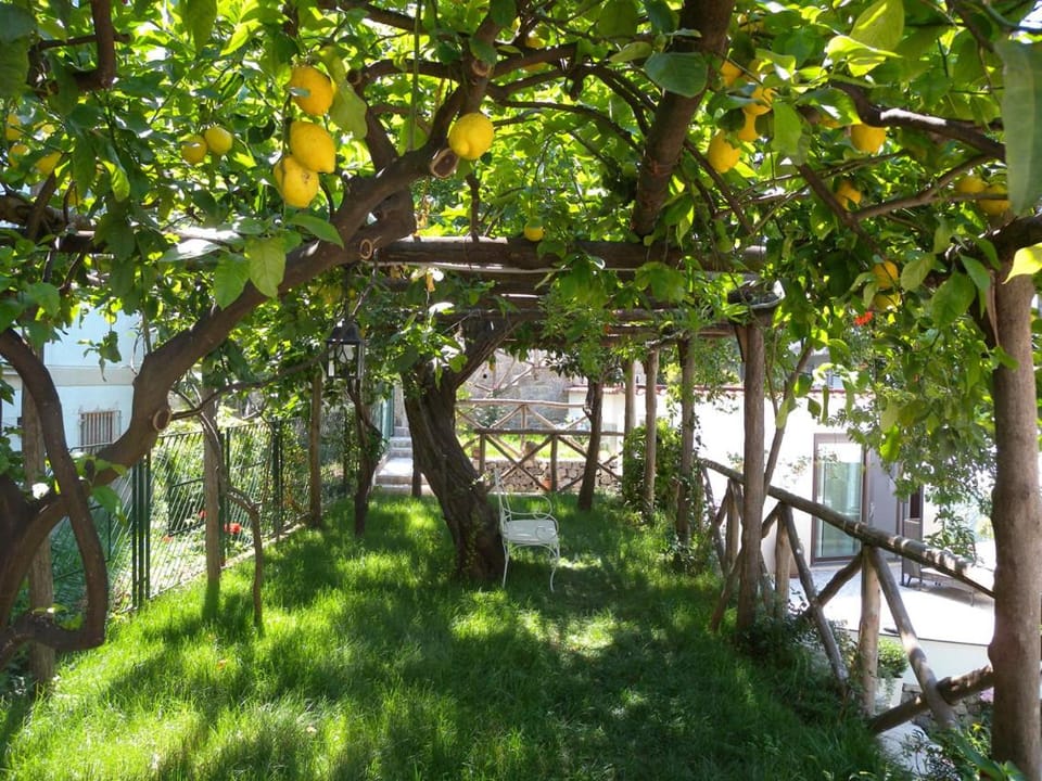 Natural landscape, Garden, Garden, Garden view