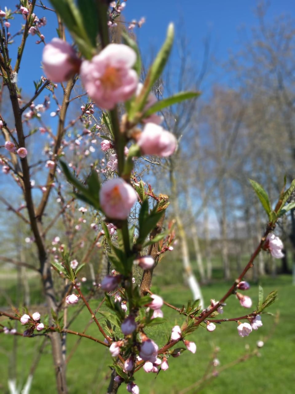 Namelis Drevernoje 2 Villa in Klaipėda County, Lithuania