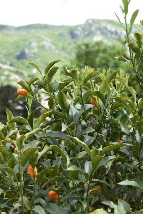 Guest house Apartment in Kotor Municipality