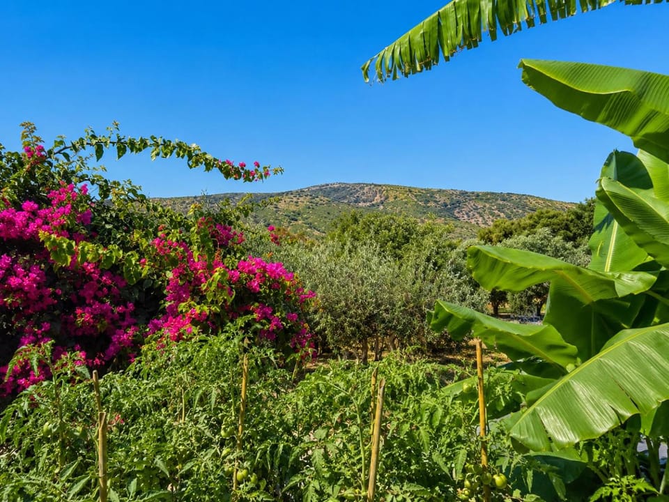 Day, Natural landscape, Garden, Garden view, Mountain view
