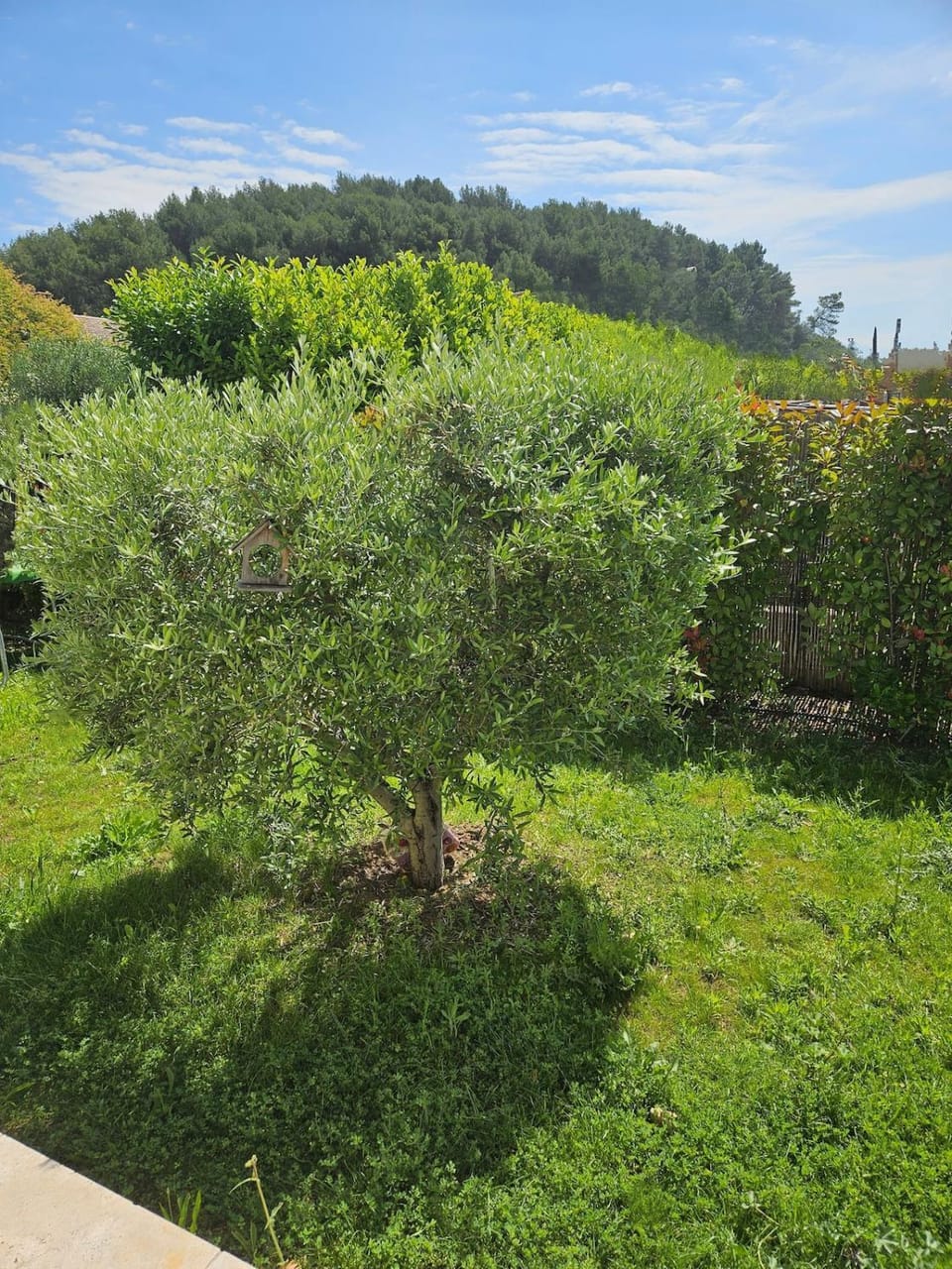 Natural landscape, Garden, Garden view