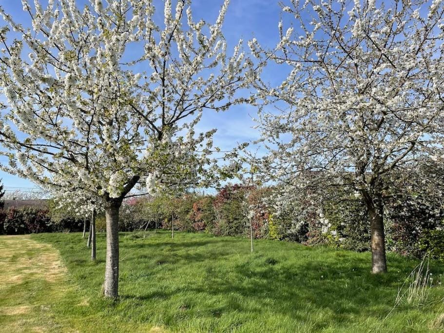 Spring, Day, Natural landscape, Garden, Garden view