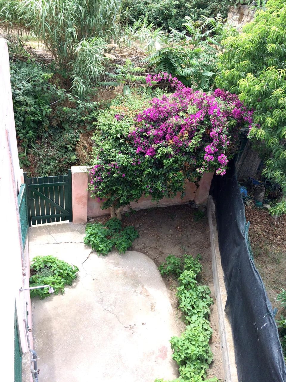 Day, Garden, Garden view