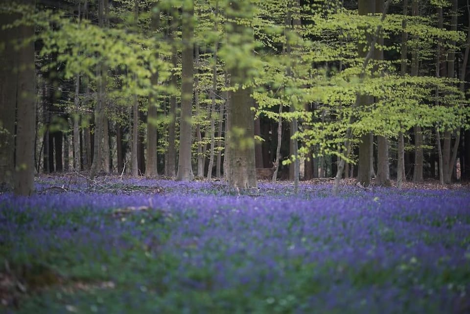 Het Bosnest, een vakantiewoning aan het Hallerbos House in Flanders