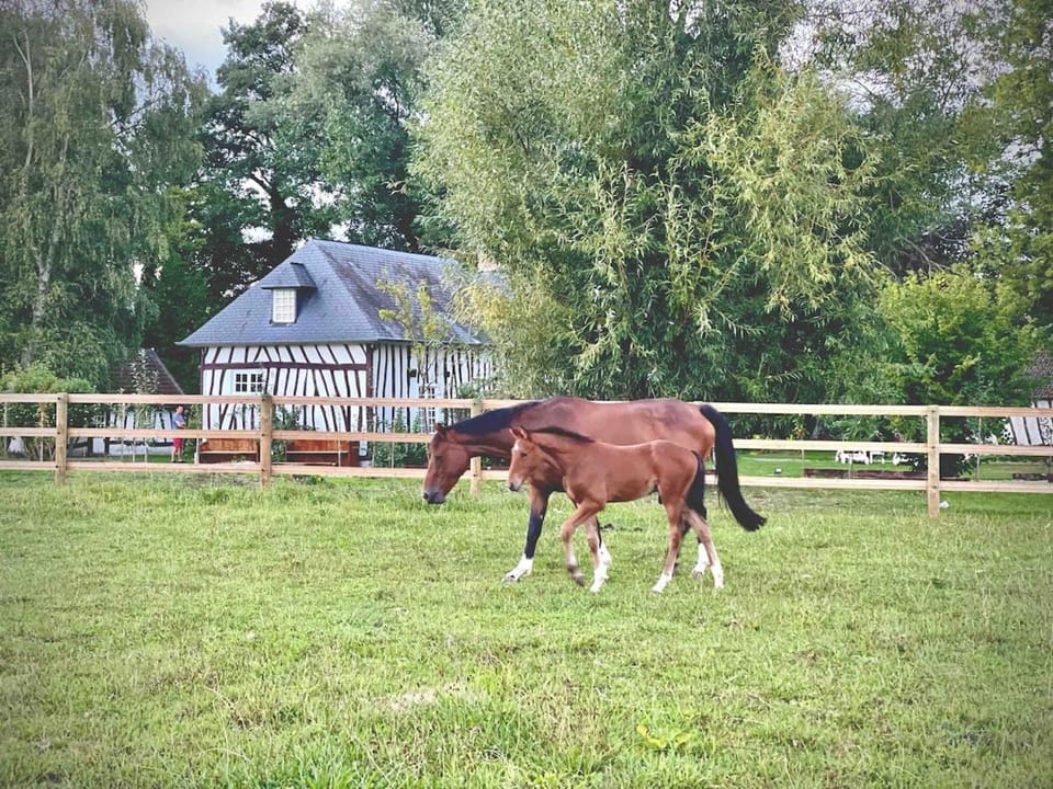 "Au bruit de l'Yères" Maison de charme - Bain nordique - Rivière - Chevaux House in Normandy