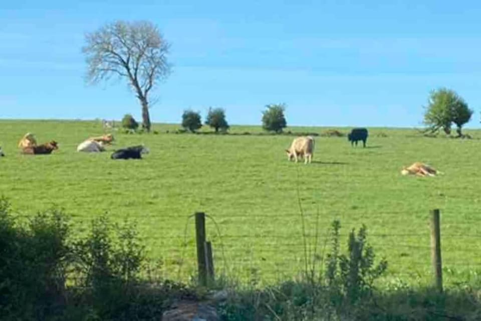 Day, Natural landscape, Animals