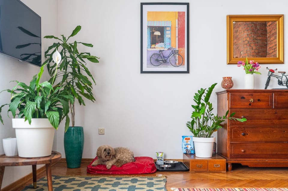 Living room, pet friendly
