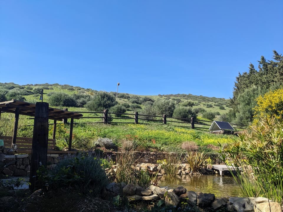 Natural landscape, Garden, Garden view, Swimming pool, Swimming pool