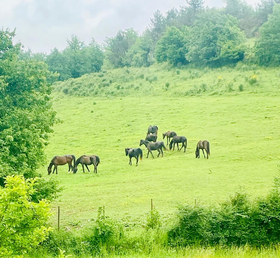 Animals
