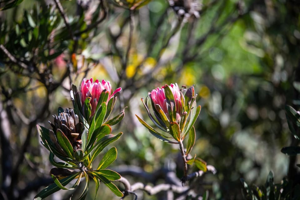 Natural landscape, Garden view