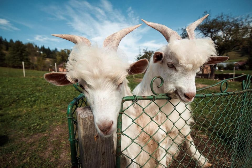 Animals