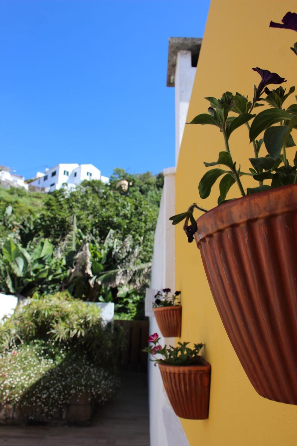 Garden view