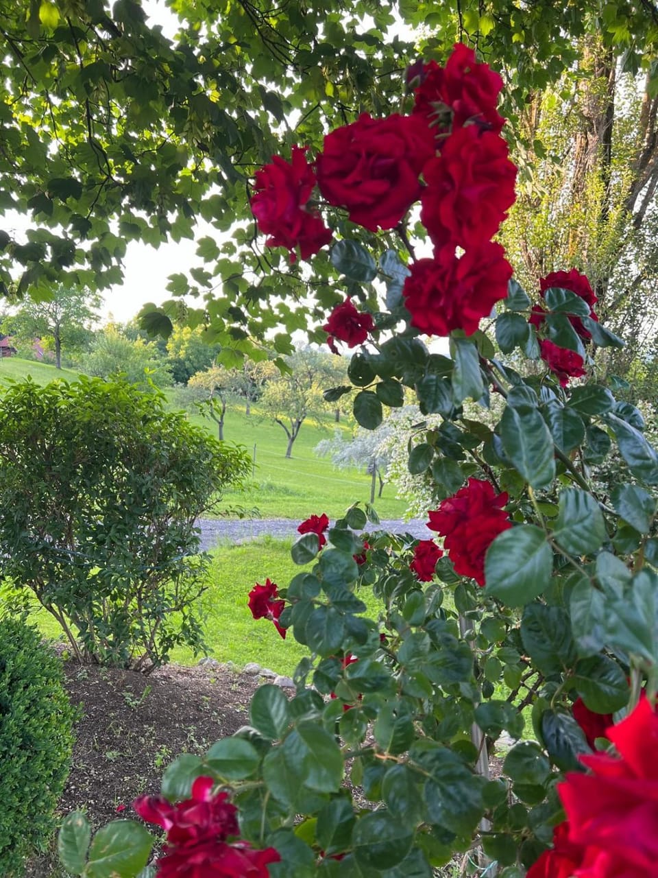 Natural landscape, Garden