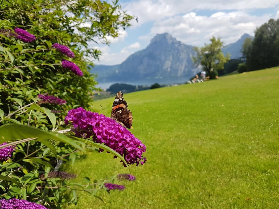 Garden, Garden