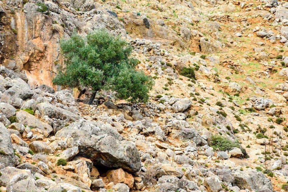 Livaniana Panoramic View house 2 House in Crete
