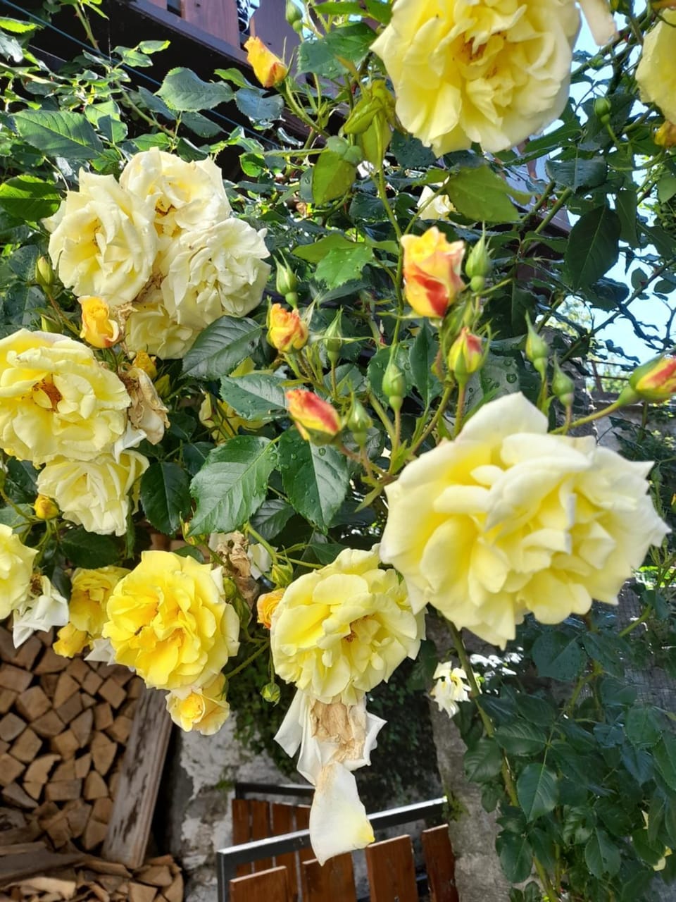 Casa delle rose Apartment in Canton of Ticino