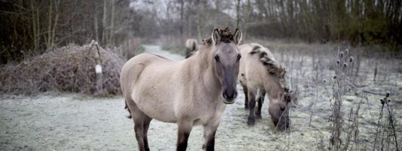 Kamer in hartje van de Vlaamse Ardennen Vacation rental in Flanders