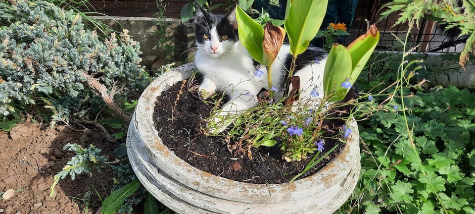 Day, Garden, Pets, Garden view