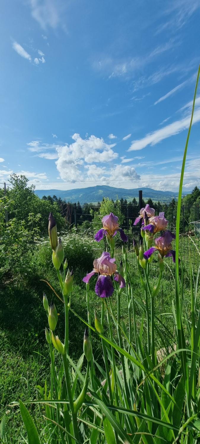 Spring, Day, Natural landscape, Garden, Garden view
