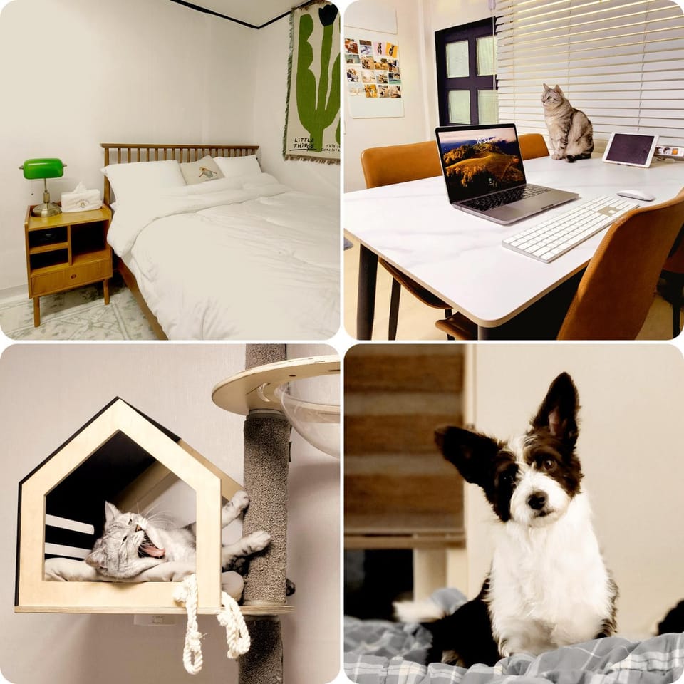 Bed, Photo of the whole room, Bedroom, Pets
