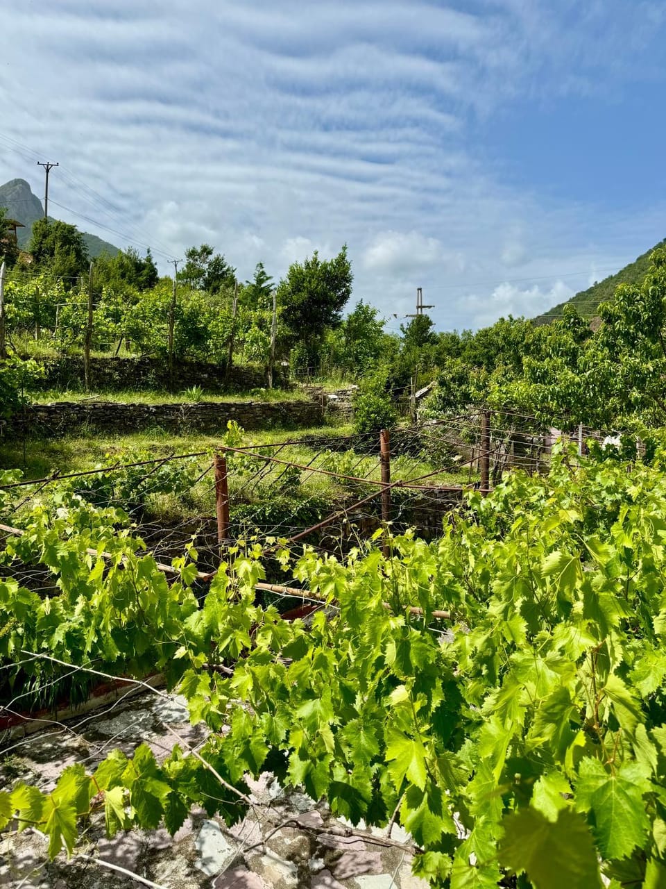 Guest House Noku Bed and Breakfast in Montenegro
